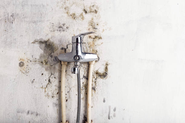 Best Mold Damage Repair  in Greendale, IN