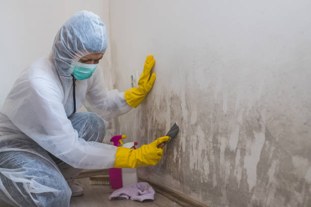 Best Attic Mold Removal  in Greendale, IN
