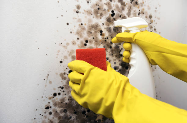 Crawl Space Mold Removal in Greendale, IN