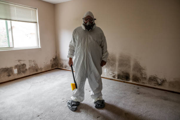 Attic Mold Removal in Greendale, IN