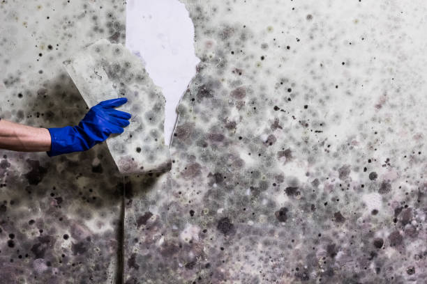 Mold Testing and Removal in Greendale, IN