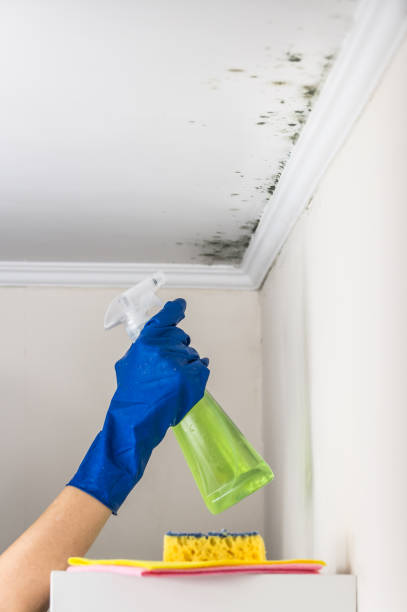 Best Certified Mold Removal  in Greendale, IN