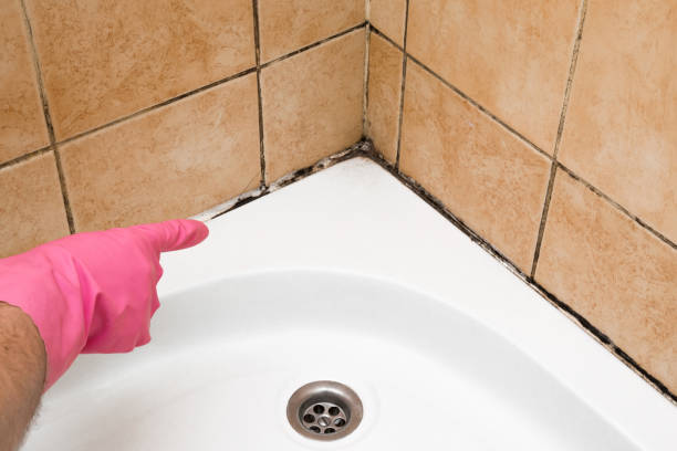 Best Black Mold Removal  in Greendale, IN