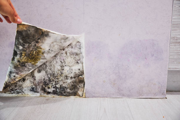 Trusted Greendale, IN Mold Removal Experts